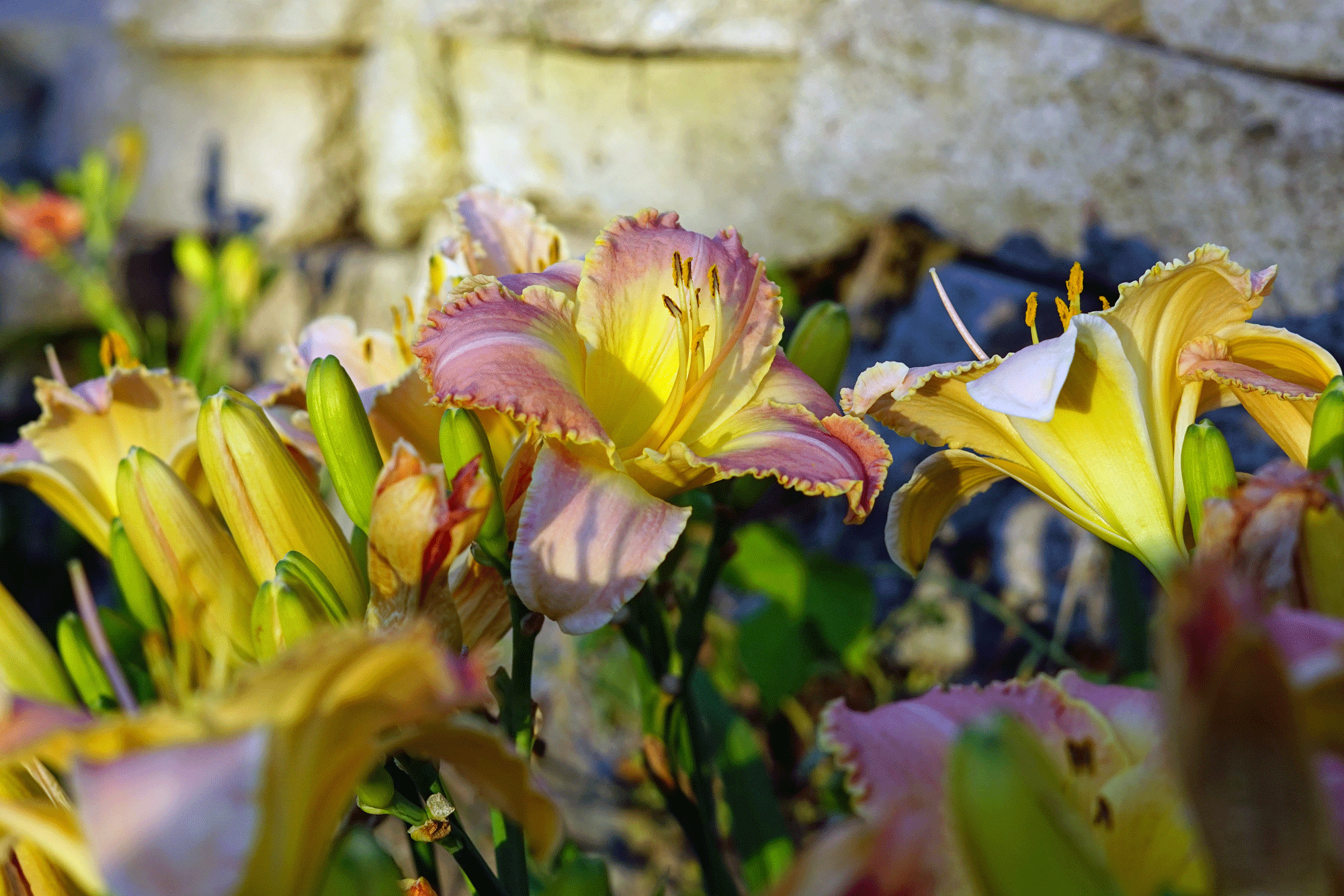 daylily 1