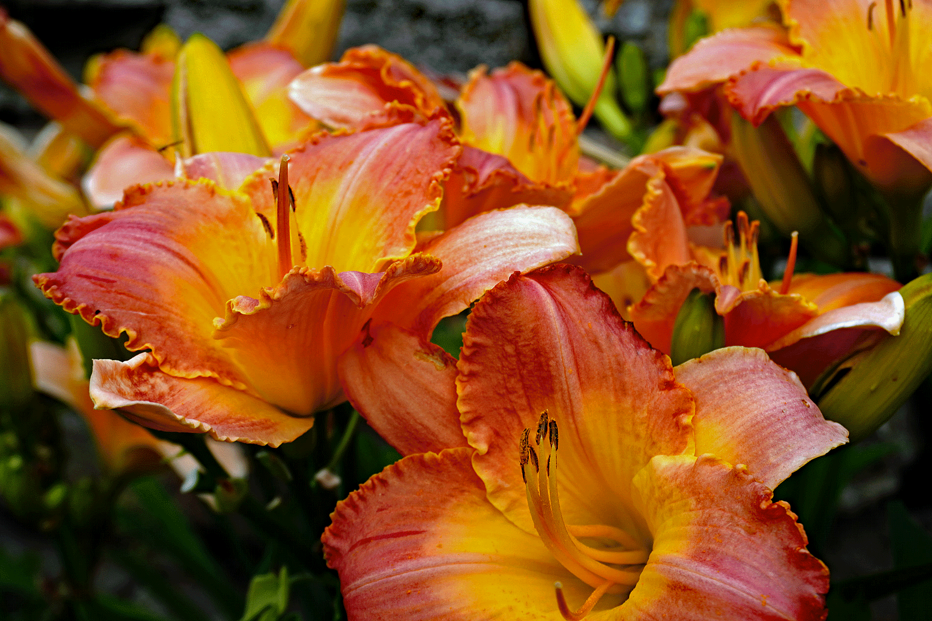daylilly 3