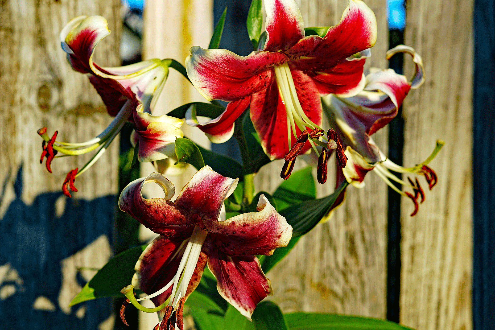 daylilly 2